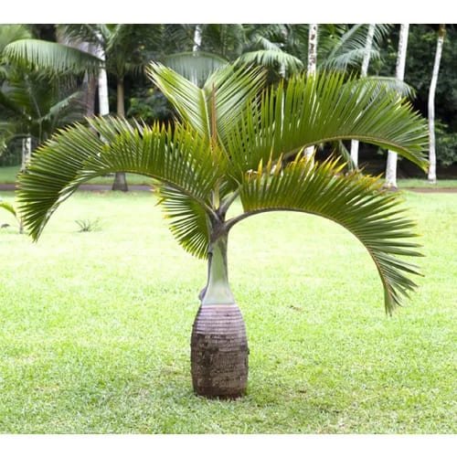 Bottle Palm